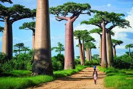 Baobab Avenue Expedition destination